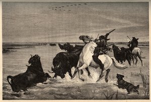 Okserne (kvægracen) af camargue efter maleriet af vayson- gravering i "" PATRIE" - gravering i "" PATILE"" - BESKRIVELSE PINTUREQUIRESSE DE LA FRANCE I 6 BIND AF LUCIEN HUARD - slutningen af ​​1800-tallet af French School