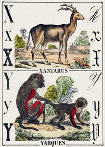 Bogstav X Xantarus; Y Yarques. Indgravering i "Wild Animals Alphabet". 9. serie. Billeder af Epinal, Pellerin, trykkeri-udgiver, ca. 1870. Graveringer på træ, stencileret. 16 sider. Størrelse: 20 x 15 cm. Privat samling af French School