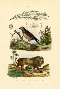 Linnet, 1833-39 af French School