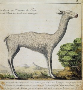 Lama, Peru, akvarel fra logbog af Jacques Gouin de Beauchesne (1652-1730), kaptajn på Compagnie royale de la Mer du Sud, fra 1698 til 1701, Frankrig af French School
