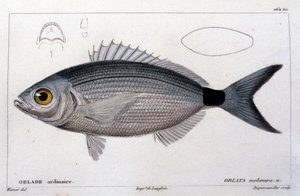 Den almindelige oblade efter "Natural history of fish" af Cuvier, Valenciennes, Paris af French School