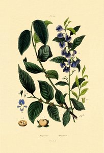 Lotus Plum, 1833-39 af French School