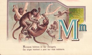 M: Makaker foldere i deres menageri, Disse aber viser deres sande matoiserie af French School