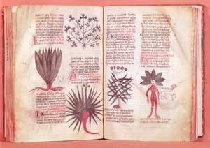 Mandrake, fra en traktat af Dioscorides (AD 40-c.90) af French School