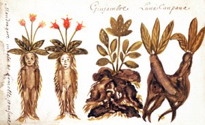 Mandrake, ingefær, Luna Campana af French School