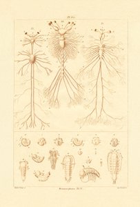 Metamorfose, 1833-39 af French School