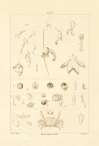 Metamorfose, 1833-39 af French School