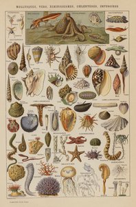Bløddyr, orme, pighuder, coelenteres, infusorier (farvelitografi) af French School