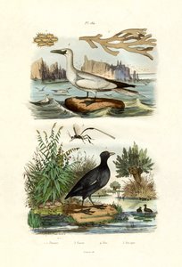 Mosedyr, 1833-39 af French School