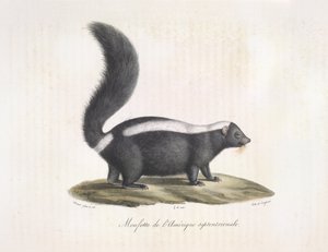 Stinkdyr. Skunk, fra Natural History of Mammals (farve litho) af French School