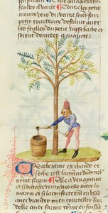 Ms Est 28 M.5.9 fol.165r Samler terpentin, fra Grand Herbier af Pedanius Dioscorides (ca. 40-90 e.Kr.) af French School
