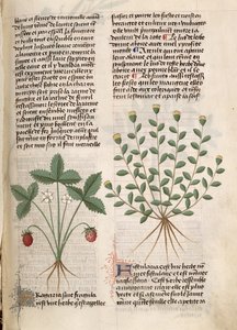 Ms Est 28 M 5.9 fol.75r Jordbærplante, fra 