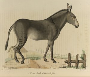 Metis kvinde. En hybrid. En krydsning mellem et æsel eller et æsel og en zebra, fra 