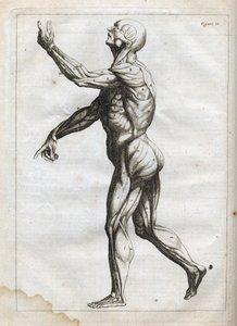 Menneskelige muskler - - gravering i "Abstrakt anatomi, tilpasset til kunsten at male og skulptur" " - 1760 af French School
