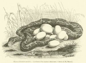 Museum of Natural History, inkubation af en to-stribet python (gravering) af French School