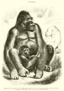 Naturhistorisk museum, Gorillaen (gravering) af French School