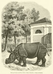 Museum of Natural History, i Paris, Ungt næsehorn (gravering) af French School