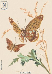 N: Pearl (Fabriciana Adippe eller Big Pearl Mother) af French School