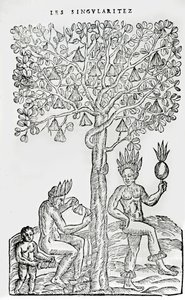 Nana fuit, lægeplante, illustration fra Singularities of France Antarctique, af Andre de Thevet, 1558 af French School
