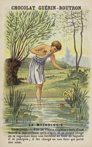 Narcissus af French School