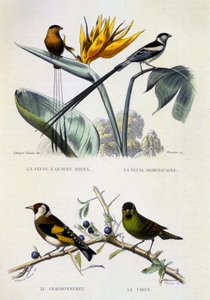 Naturhistorisk plade: Fugle: La Veuve a four strands, La Veuve dominique, Le chardonneret, Le Tarin - værker af Buffon, bind V, s.d. 19. århundrede. af French School