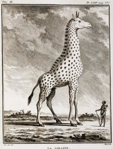 Natural History Plate: La Giraffe - i "" Natural History, General and Particular"" af Buffon af French School