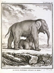Natural History Plate: Den lille elefant, der håner hendes mor - i "" Natural History, General and Special"" af Buffon af French School
