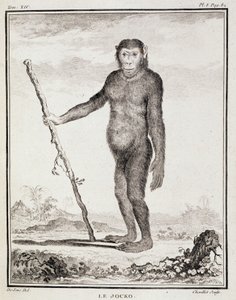 Naturhistorisk plade: Jocko - i "Natural History, General and Particular" af Buffon af French School