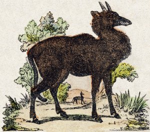 Nyl-ghau (Nyl ghau, indisk dyr). Indgravering i "Wild Animals Alphabet". 9. serie. Billeder af Epinal, Pellerin, trykkeri-udgiver, ca. 1870. Graveringer på træ, stencileret. 16 sider. Størrelse: 20 x 15 cm. Privat samling af French School