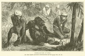 Orang-Outang Et Mias (gravering) af French School