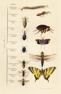 Ordener af insekter af French School