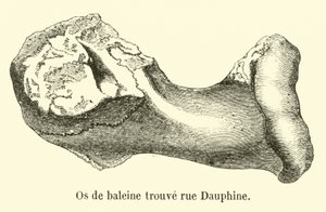Hvalknogle fundet rue Dauphine af French School