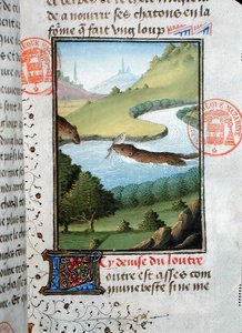 Odder fanger en fisk fra Livre de la Chasse af Gaston Phebus de Foix (1331-91) (vellum) af French School