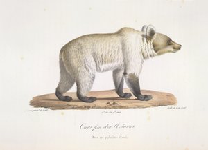 Bear fem fra Asturien. Kvinde spansk brunbjørn, fra Natural History of Pattedyr (farve litho) af French School
