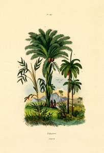 Palmetræer, 1833-39 af French School