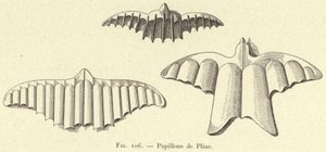 Sommerfugle af Plinius (gravering) af French School