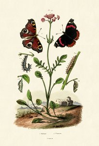 Påfuglesommerfugl, 1833-39 af French School