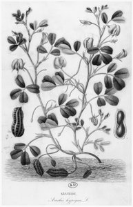Jordnødde (Arachis hypogaea) af French School