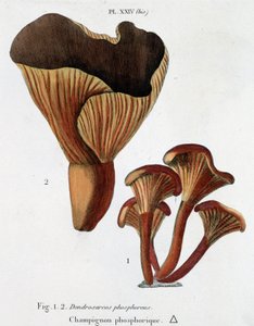 Fosforholdige svampe i Jean Jacques Paulet "" Treatise on champignons "", slutningen af ​​1700-tallet af French School