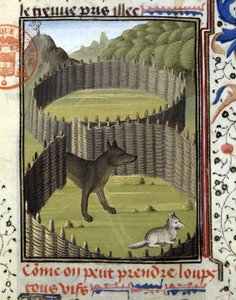 Piege en ulv - i "" Jagtbog af Gaston Phoebus, greve af Foix, Lord of Béarn"" af French School