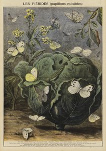 Pieridae (skadelige sommerfugle)