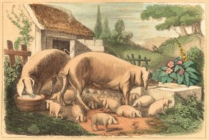 Gris (farvet gravering) af French School