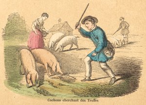 Gris (farvet gravering) af French School