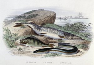 Fiskene: Gedden, aborren, ålen - i "Naturhistorie" af Lacépède, red. Ovn, Paris af French School