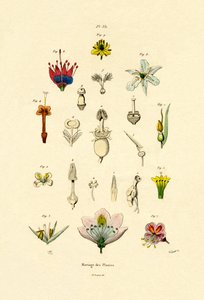 Plant Breeding, 1833-39dani af French School