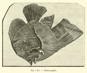 Platax sommerfugl af French School