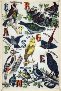 Tallerken 1: Guldfinke, Grændesmutte, Sisk, Lærke, Kanariefugl, Afrikansk Bi-æder, Spætte, Stær, Kyllinger. Indgravering i "Syllabary alfabet af fugle"". Serie A. Pellerin et Cie, trykkerier-forlag, Epinal, slutningen af ​​det 19. århundrede. Kromolitograf af French School