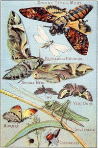 Plade 1: Skull Sphinx, Hop Butterfly, Sphinx Neri, Ino, Gold Green, Aurora, Grasshopper, Ladybirds. Indgravering i "Syllabary alfabet af sommerfugle og insekter"". Serie A. Pellerin et Cie, trykkerier-forlag, Epinal, slutningen af det 19. århundrede. Kromo af French School