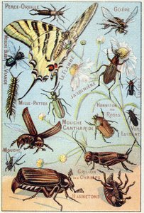 Plade 2: Ørepiercing, Gupe, Blue Meat Flue, Flambe, Gardener, Centipedes, Firefly, Rose Channeton, Gloss orm, Flue, Field Cricket, Chablets af French School