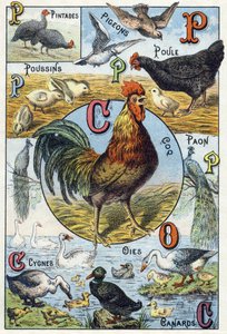 Plade 3: Perlehøns, duer, kyllinger, høne, hane, påfugl, svaner, gæs, ænder. Indgravering i "Syllabary alfabet af husdyr og gård". Serie A. Pellerin et Cie, trykkerier-forlag, Epinal, slutningen af det 19. århundrede. Kromolitografier . Dim: 19,5 af French School